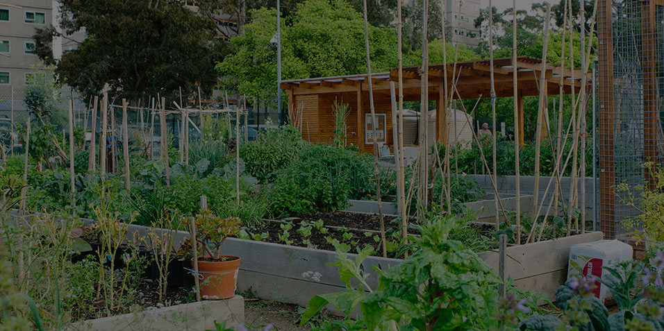 Community Gardens