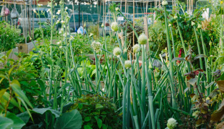 Community Garden 2