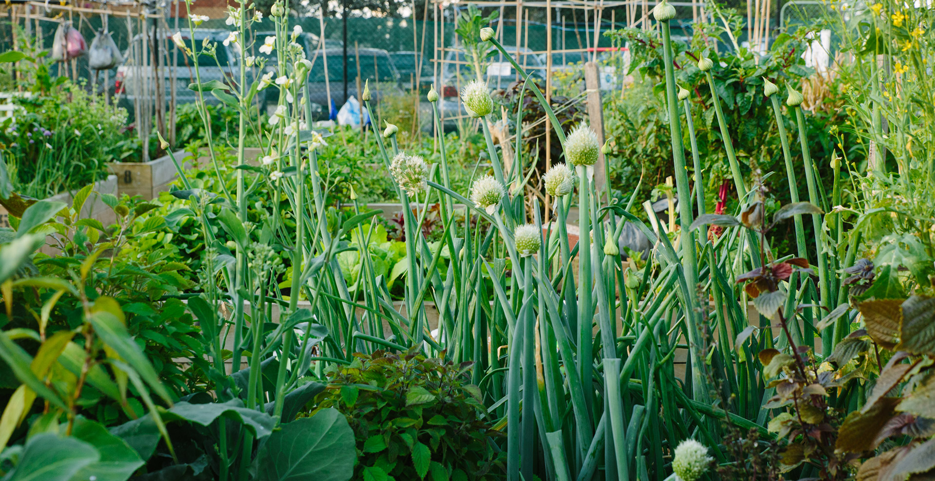 Community Garden 2